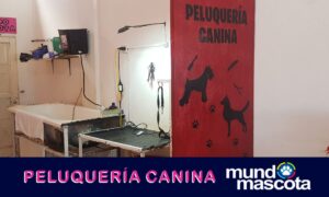 Mundo Mascota (4)